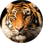 + trigger species have returned and protected in their natural habitat