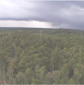 Forest Restoration Project